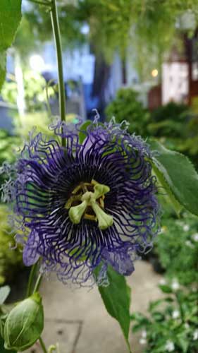 cay-hoa-sao-bien-3-1