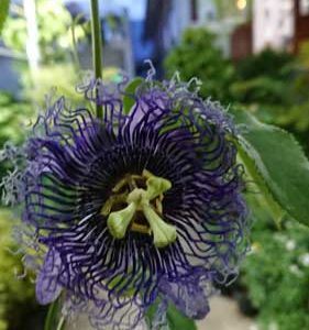 Cây sao biển chậu treo