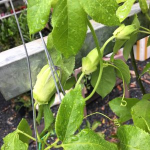 Cây sao biển chậu treo