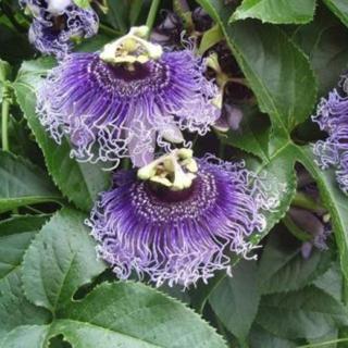 Cây sao biển chậu treo