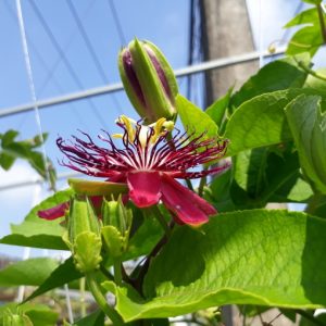 Cây sao biển chậu treo