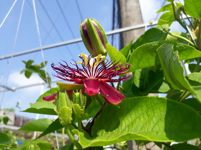 cay-hoa-sao-bien-5-2