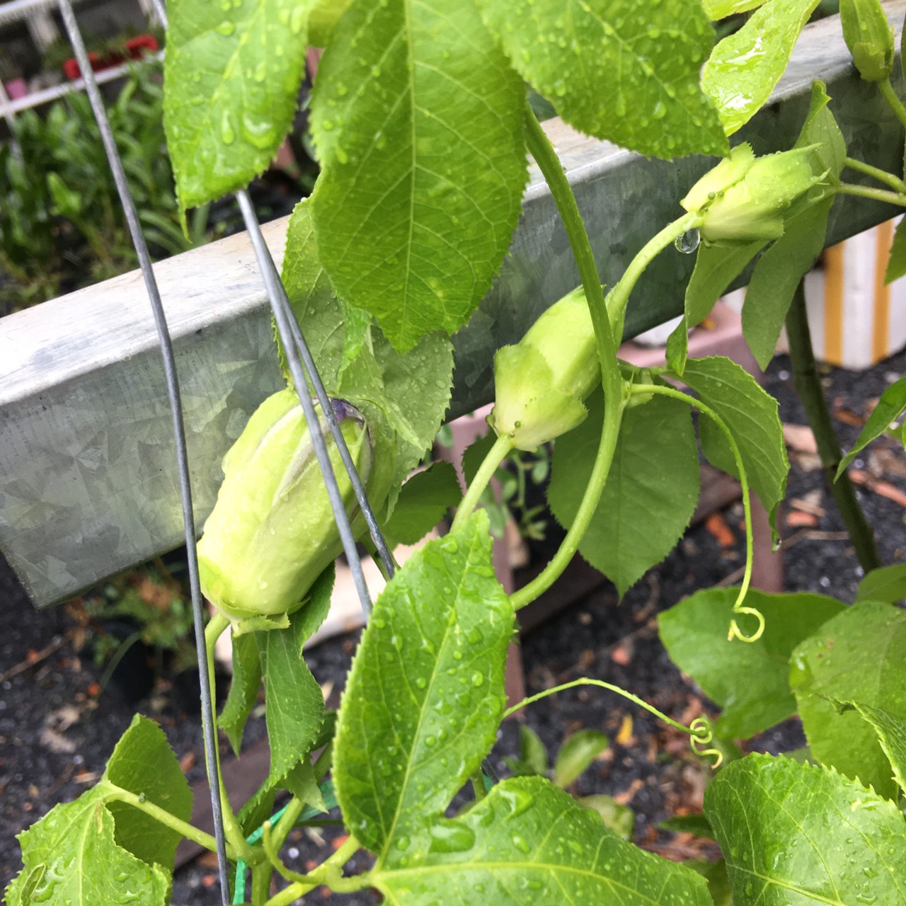 Cây sao biển chậu treo