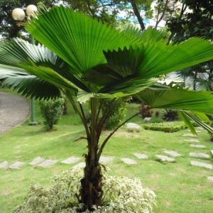 Cây giống Kè Nhật Size đại - CayGiongTot