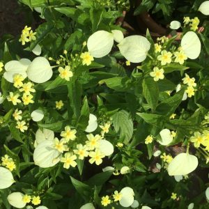 Cây giống Ngọc Mai - Cây bướm bạc phi, cây bướm bạc lá, cây hoa bướm - Mussaenda Frondosa Linn - CayGiongTot