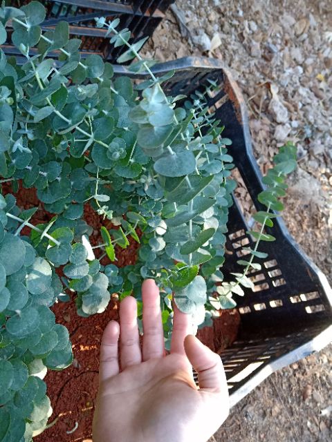 Chậu cây khuynh diệp - Cây Đô La