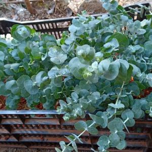 Chậu cây khuynh diệp - Cây Đô La