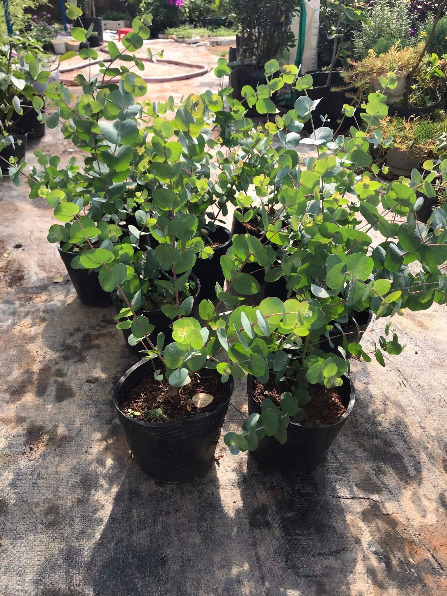 Chậu cây khuynh diệp - Cây Đô La