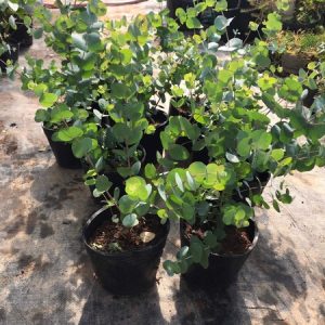 Chậu cây khuynh diệp - Cây Đô La