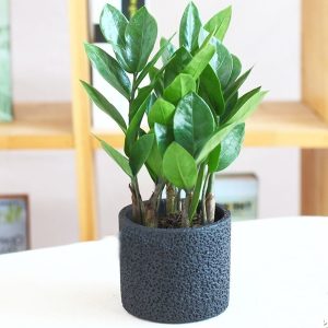 Cây giống Kim Tiền (Kim Phát Tài) - CayGiongTot