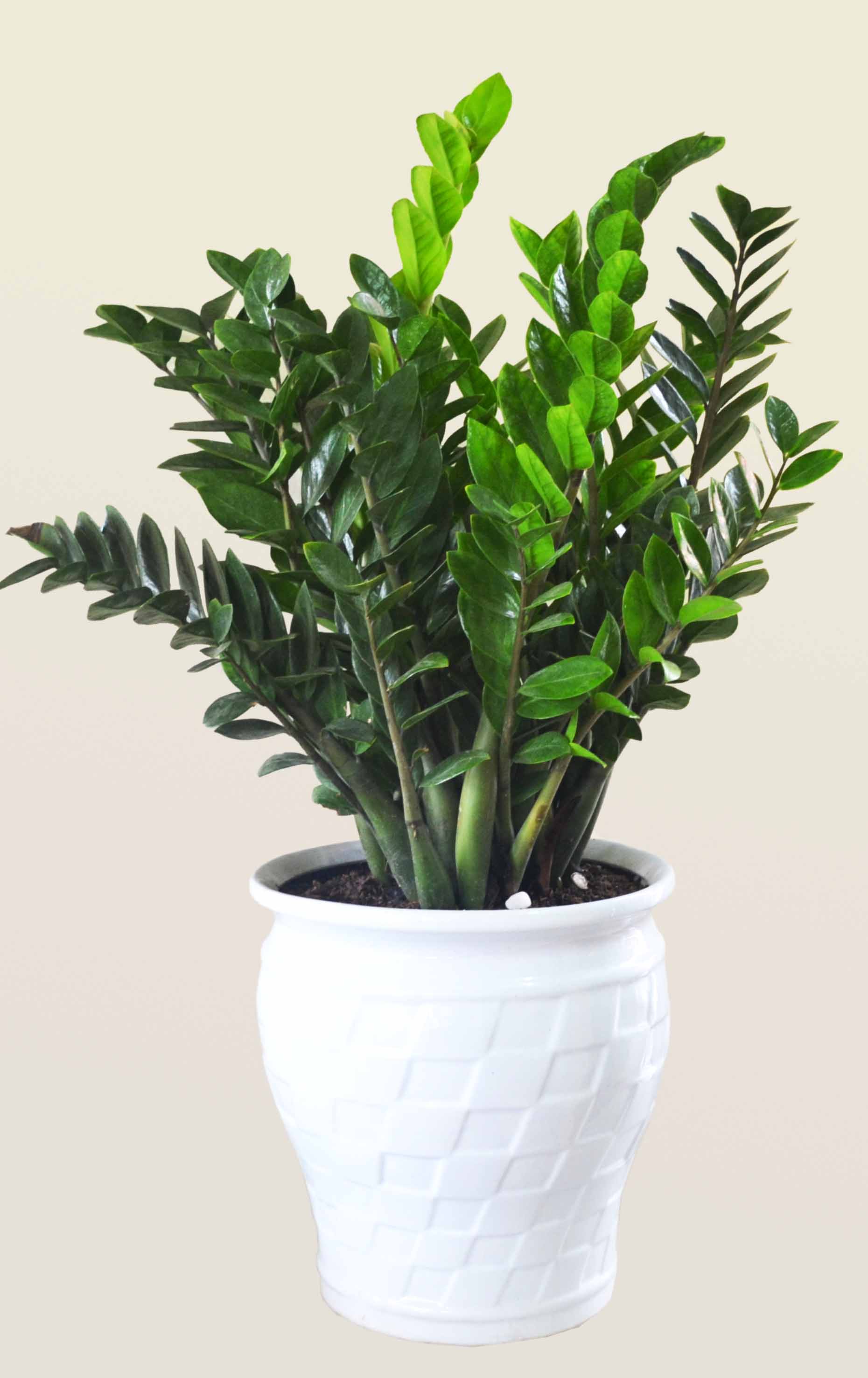 Cây giống Kim Tiền (Kim Phát Tài) - CayGiongTot