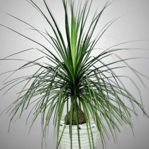 [Cây phong thủy] Lan Bình Rượu (náng đế) - Beaucarnea recurvata - CayGiongTot