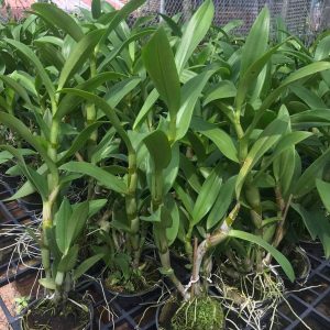 Chậu cây lan Dendro màu vàng pha cam