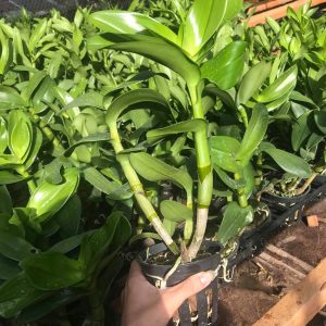 Chậu cây lan Dendro màu vàng pha cam