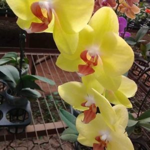 Lan hồ điệp mini cốc 2.8 sẵn 1 ngồng hoa - Giao cây như hình, hoa có màu ngẫu nhiên, cho hoa tết Nguyên đán 2021