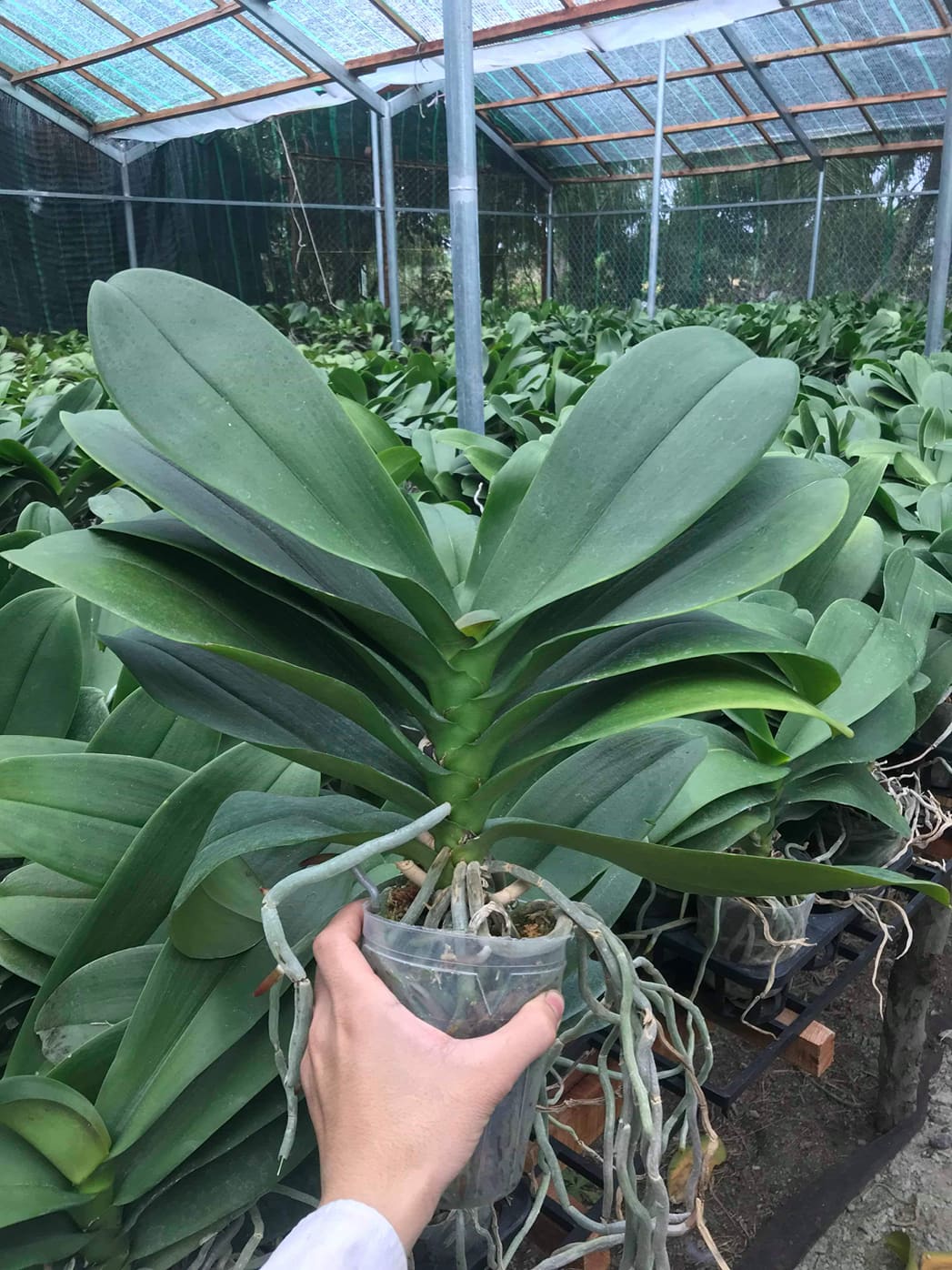 Cây Lan hồ điệp khủng cốc 3.5