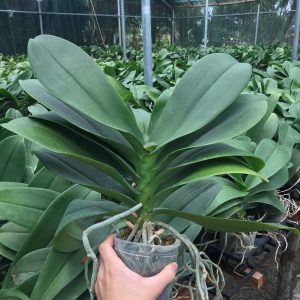 Cây Lan Hồ Điệp khủng cốc 3.5 giống Đài Loan hoa to dài và cực bền - Nữ hoàng của các loại hoa - giao cây đã cắt cành, to khoẻ như hình, hoa có màu ngẫu nhiên