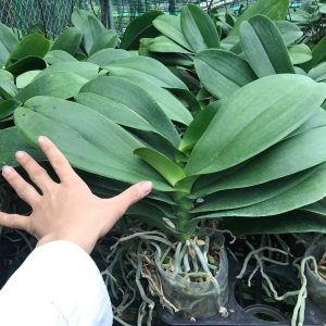 Cây Lan Hồ Điệp khủng cốc 3.5 giống Đài Loan hoa to dài và cực bền - Nữ hoàng của các loại hoa - giao cây đã cắt cành, to khoẻ như hình, hoa có màu ngẫu nhiên