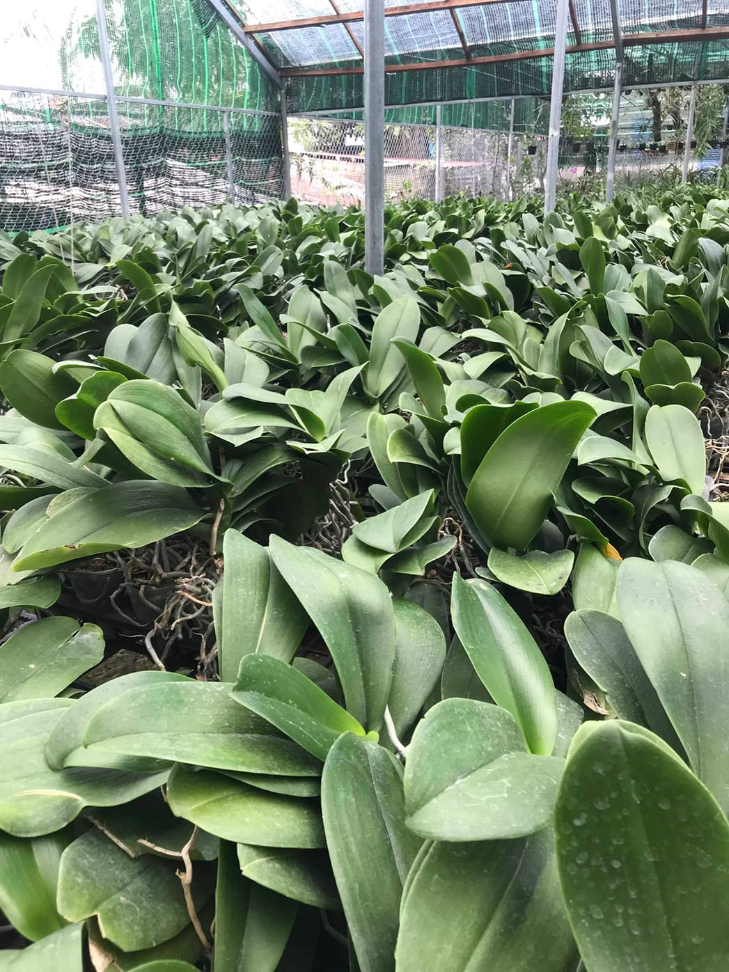 Cây Lan hồ điệp khủng cốc 3.5