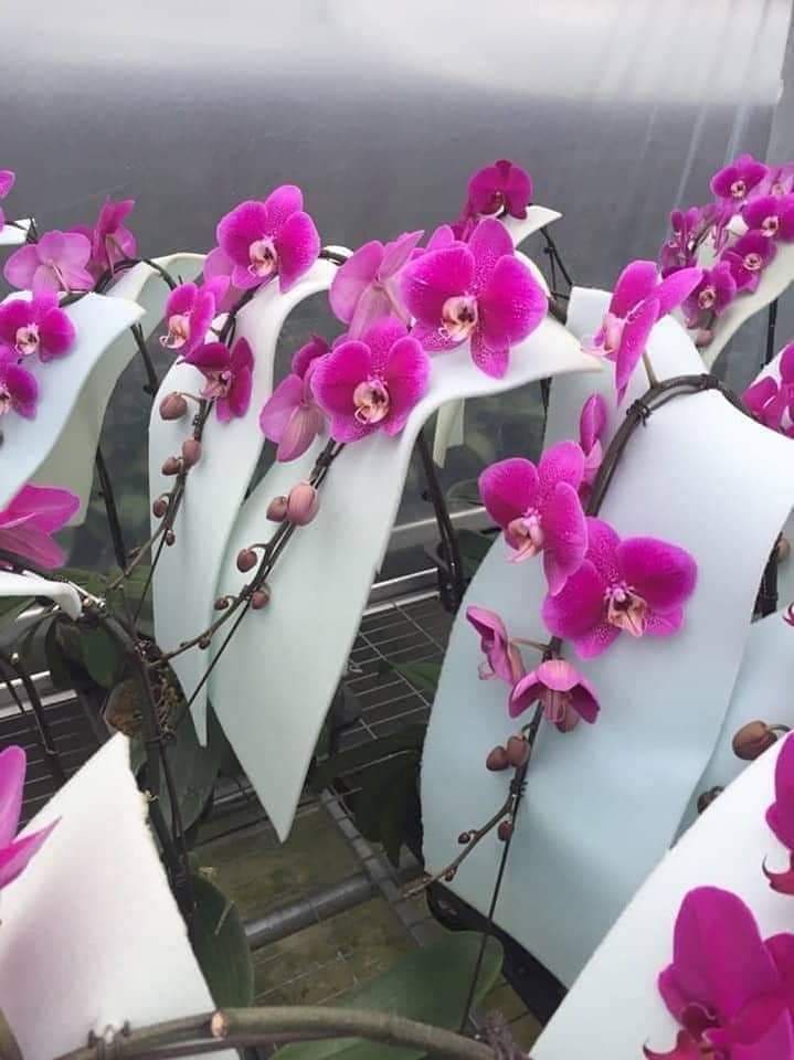 Lan hồ điệp cây tơ size đại sẵn 1 ngồng hoa - hàng cho hoa Tết Nguyên Đán, giao cây như hình, hoa có màu ngẫu nhiên, không chọn màu