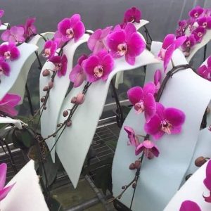 Cây Lan Hồ Điệp khủng cốc 3.5 giống Đài Loan hoa to dài và cực bền - Nữ hoàng của các loại hoa - giao cây đã cắt cành, to khoẻ như hình, hoa có màu ngẫu nhiên