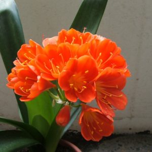 Cây lan quân tử bầu đất size đại ra hoa Tết Nguyên Đán - Lan Huệ Cam, Lan Huệ Đỏ, Đại Quân Tử