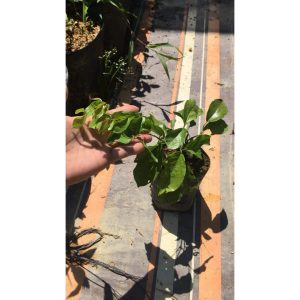 Cây leo hoàng ngân (cây vuốt mèo - Dolichandra unguis-cati) hỗ trợ điều trị viêm khớp, các vấn đề tiêu hóa và nhiễm virus.