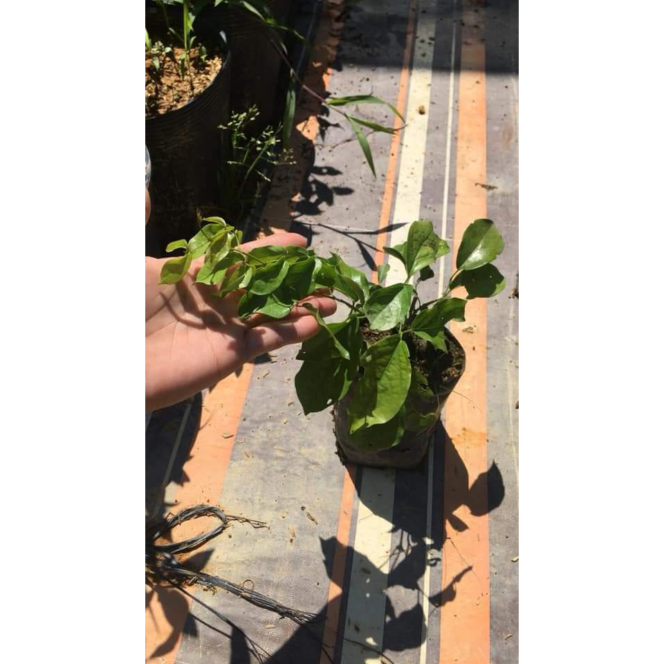 Cây leo hoàng ngân (cây vuốt mèo - Dolichandra unguis-cati) hỗ trợ điều trị viêm khớp, các vấn đề tiêu hóa và nhiễm virus.