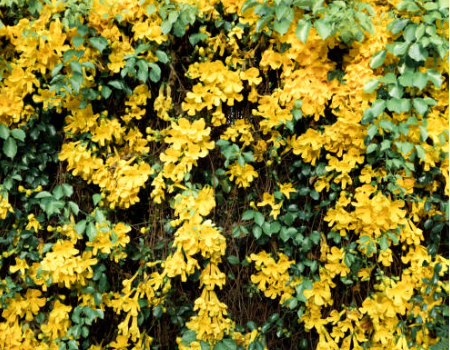 Cây leo hoàng ngân (cây vuốt mèo - Dolichandra unguis-cati) hỗ trợ điều trị viêm khớp, các vấn đề tiêu hóa và nhiễm virus.