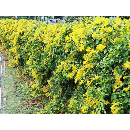 Cây leo hoàng ngân (cây vuốt mèo - Dolichandra unguis-cati) hỗ trợ điều trị viêm khớp, các vấn đề tiêu hóa và nhiễm virus.