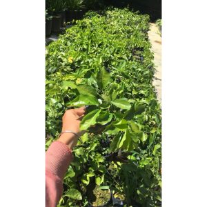 Cây leo hoàng ngân (cây vuốt mèo - Dolichandra unguis-cati) hỗ trợ điều trị viêm khớp, các vấn đề tiêu hóa và nhiễm virus.