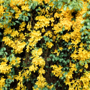 Cây leo hoàng ngân (cây vuốt mèo - Dolichandra unguis-cati) hỗ trợ điều trị viêm khớp, các vấn đề tiêu hóa và nhiễm virus.