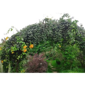 Cây leo hoàng ngân (cây vuốt mèo - Dolichandra unguis-cati) hỗ trợ điều trị viêm khớp, các vấn đề tiêu hóa và nhiễm virus.