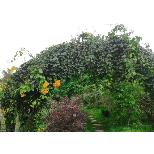 Cây leo hoàng ngân (cây vuốt mèo - Dolichandra unguis-cati) hỗ trợ điều trị viêm khớp, các vấn đề tiêu hóa và nhiễm virus.