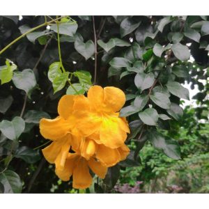 Cây leo hoàng ngân (cây vuốt mèo - Dolichandra unguis-cati) hỗ trợ điều trị viêm khớp, các vấn đề tiêu hóa và nhiễm virus.