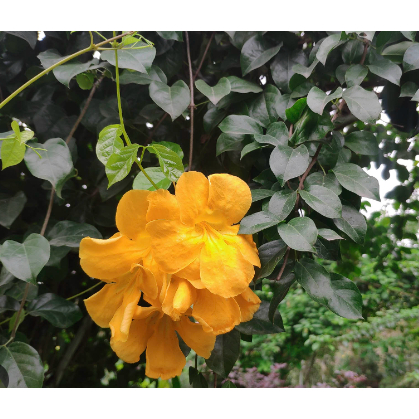 Cây leo hoàng ngân (cây vuốt mèo - Dolichandra unguis-cati) hỗ trợ điều trị viêm khớp, các vấn đề tiêu hóa và nhiễm virus.