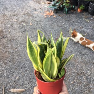 Cây lưỡi mèo vàng - cây để bàn lọc khí tốt trang trí văn phòng