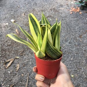 Cây lưỡi mèo vàng - cây để bàn lọc khí tốt trang trí văn phòng