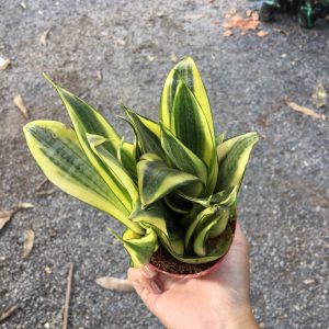 Cây lưỡi mèo vàng - cây để bàn lọc khí tốt trang trí văn phòng