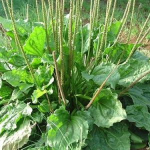 Gói 0.5GR hạt giống Rau Mã Đề