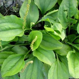 Gói 0.5GR hạt giống Rau Mã Đề