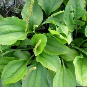 Gói 0.5GR hạt giống Rau Mã Đề