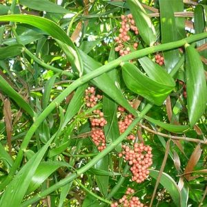 Gói 0.01GR hạt giống hoa Mây Nhiều Màu (Hoa Mây)