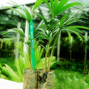 Gói 0.01GR hạt giống hoa Mây Nhiều Màu (Hoa Mây)