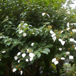 Cây giống Ngọc Mai - Cây bướm bạc phi, cây bướm bạc lá, cây hoa bướm - Mussaenda Frondosa Linn - CayGiongTot