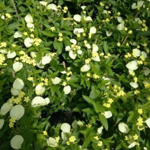 Cây giống Ngọc Mai - Cây bướm bạc phi, cây bướm bạc lá, cây hoa bướm - Mussaenda Frondosa Linn - CayGiongTot