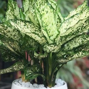 [Cây phong thủy] Cây Ngọc Ngân - có ý nghĩa mang đến sự may mắn, tài lộc - CayGiongTot