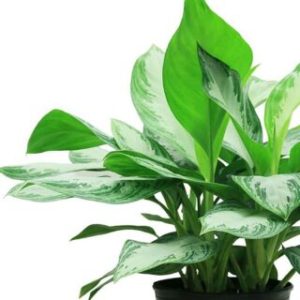 Chậu cây Thanh Lam - Dracaena angustifolia