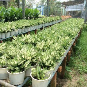 [Cây phong thủy] Cây Ngọc Ngân - có ý nghĩa mang đến sự may mắn, tài lộc - CayGiongTot