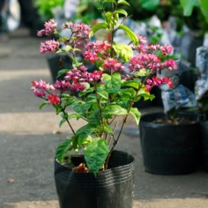 [Cây giống hoa] Ngọc Nữ Đỏ - CayGiongTot